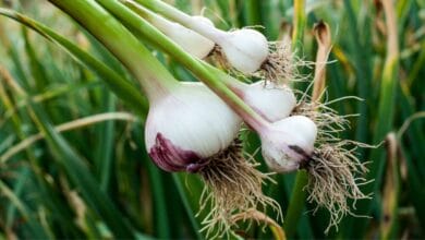Which City is Known as the Garlic Capital of the World? (You’ll Be Surprised!)
