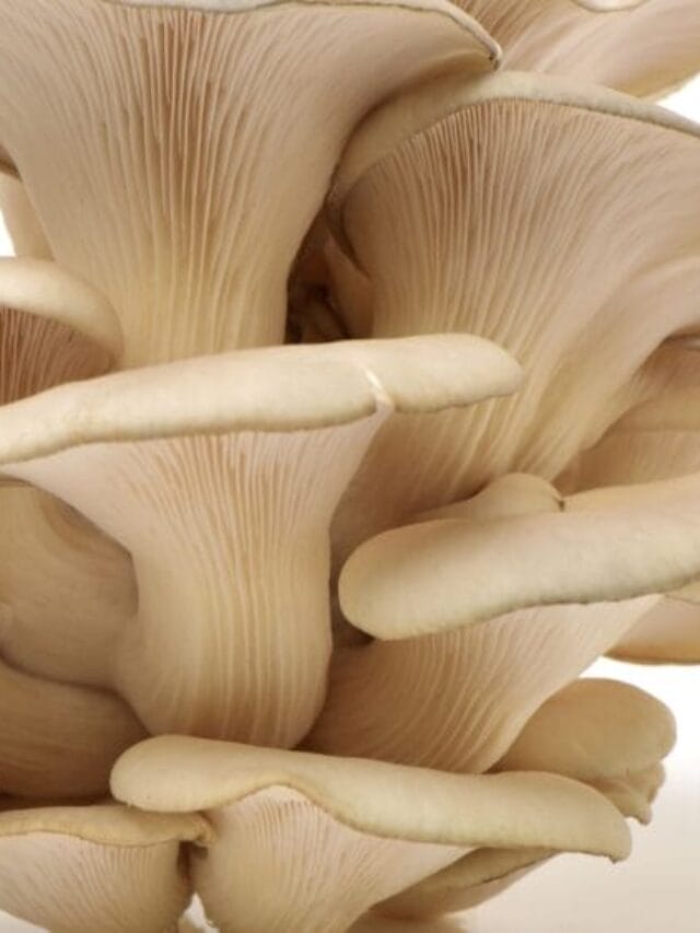 Earn ₹50,000/Month from Mushroom Farming (Beginner Guide)