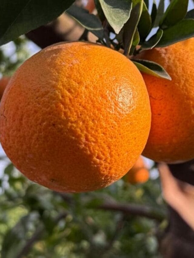 Orange Cultivation Guide: From Planting to Harvest