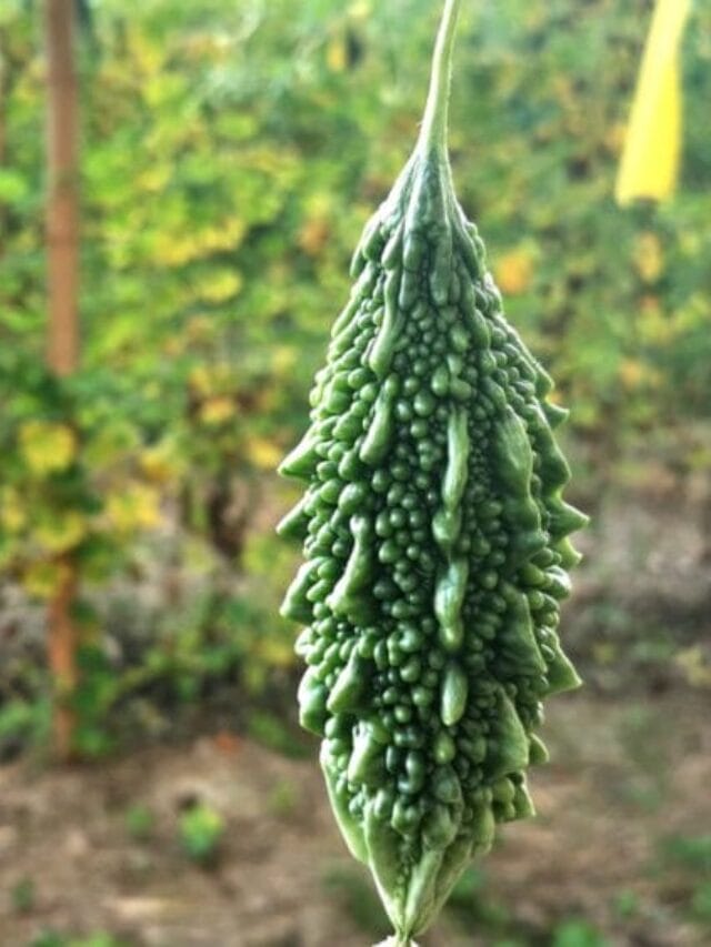 Bitter Gourd Cultivation Guide