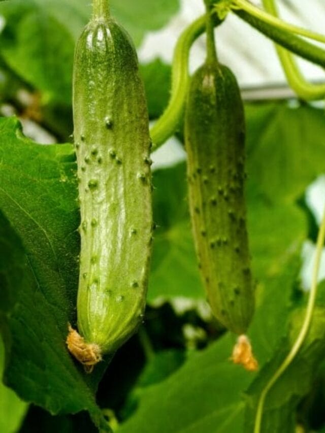 Top 10 Vegetables to Grow in April
