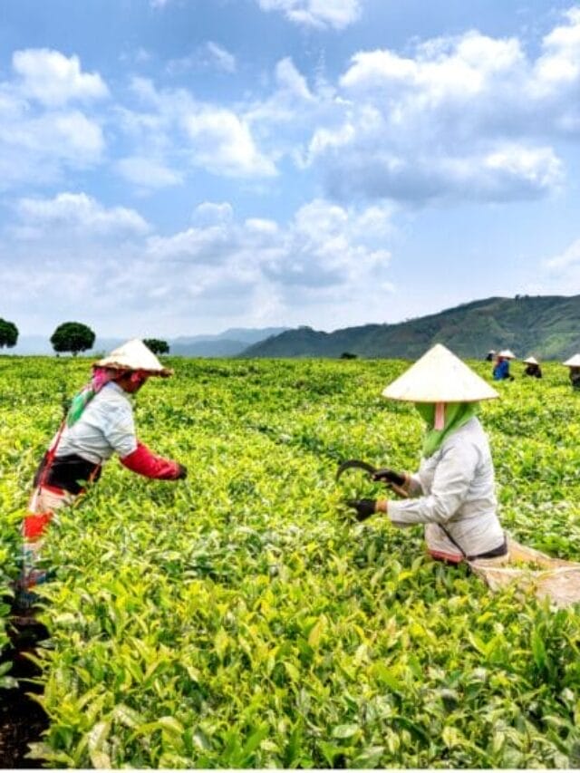 Organic Farming Step-by-step Beginner Guide