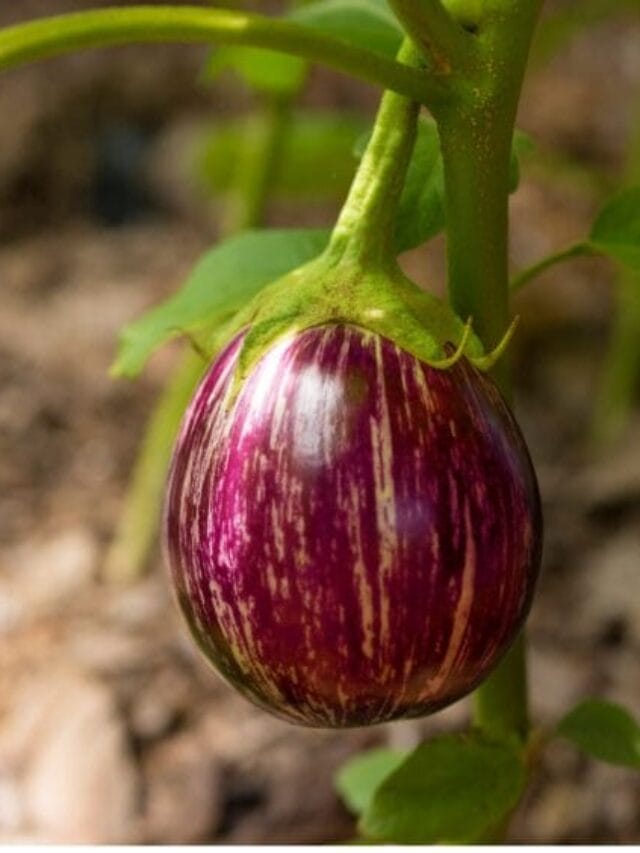 Eggplant Cultivation Guide