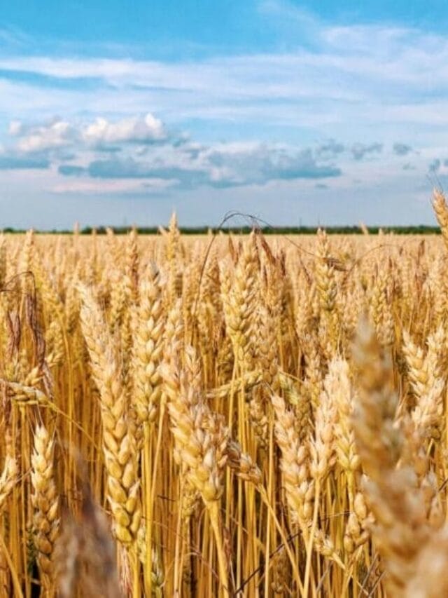Barley Cultivation Guide