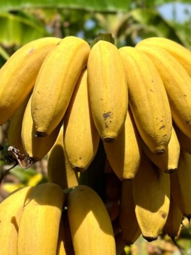 Banana Farming – A Profitable and Sustainable Crop Guide