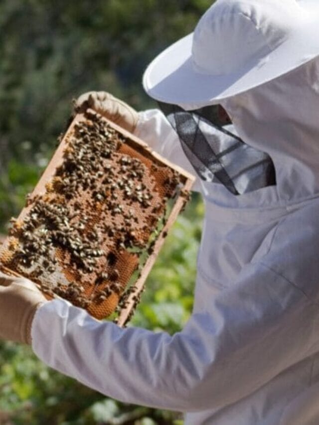 Top 10 Agriculture Business Ideas for Beginners