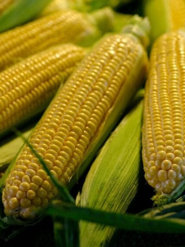 Sweet Corn Cultivation: A Complete Farmer’s Guide