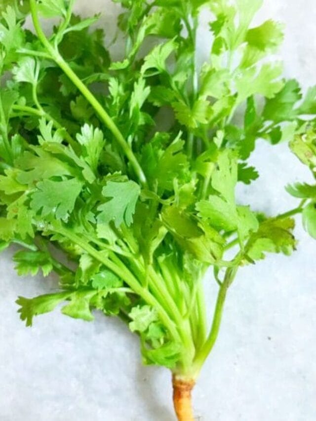 Coriander Cultivation Guide