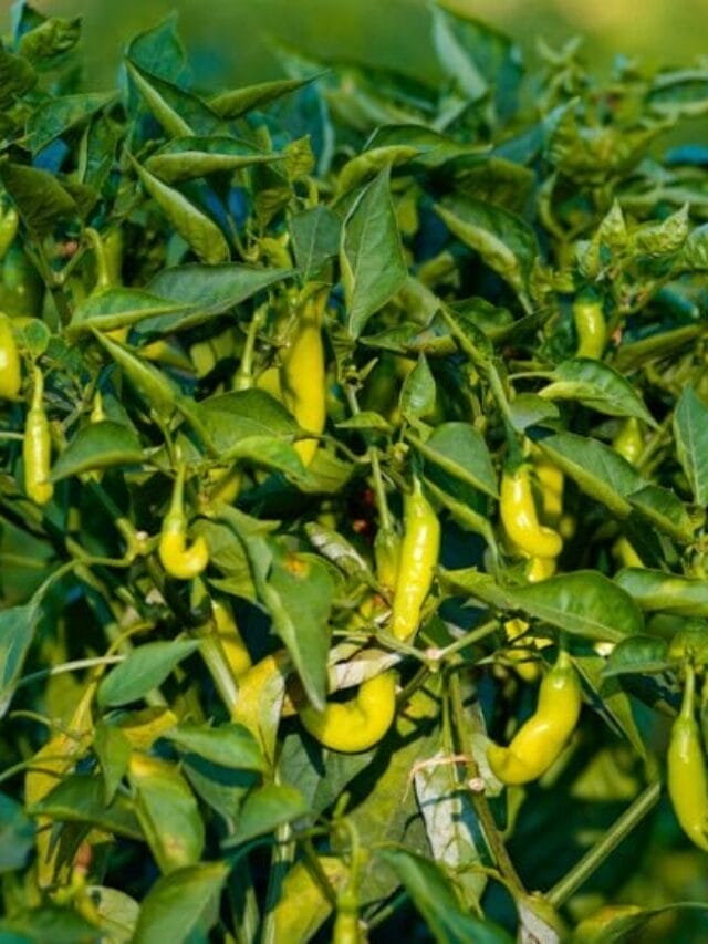 Chilli Farming Guide