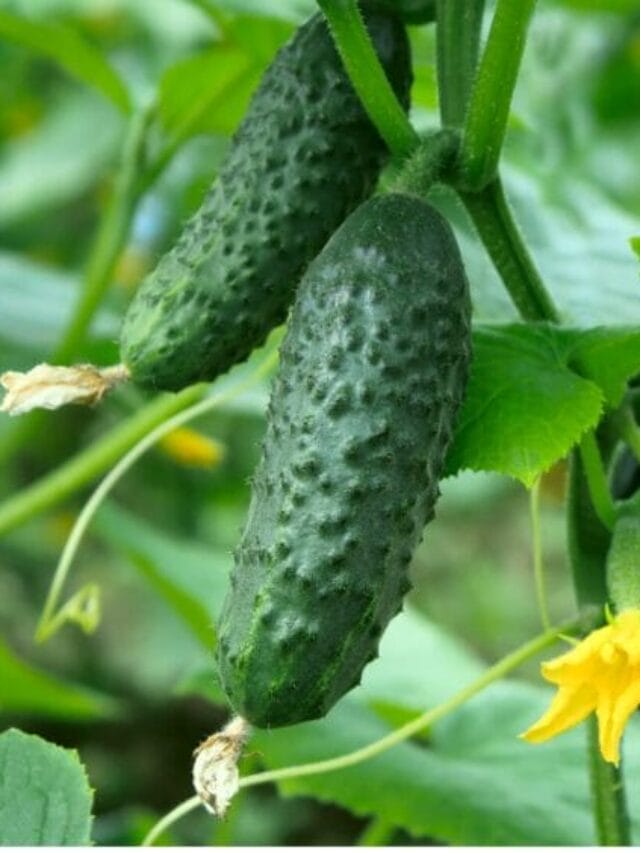 Cucumber Farming Guide