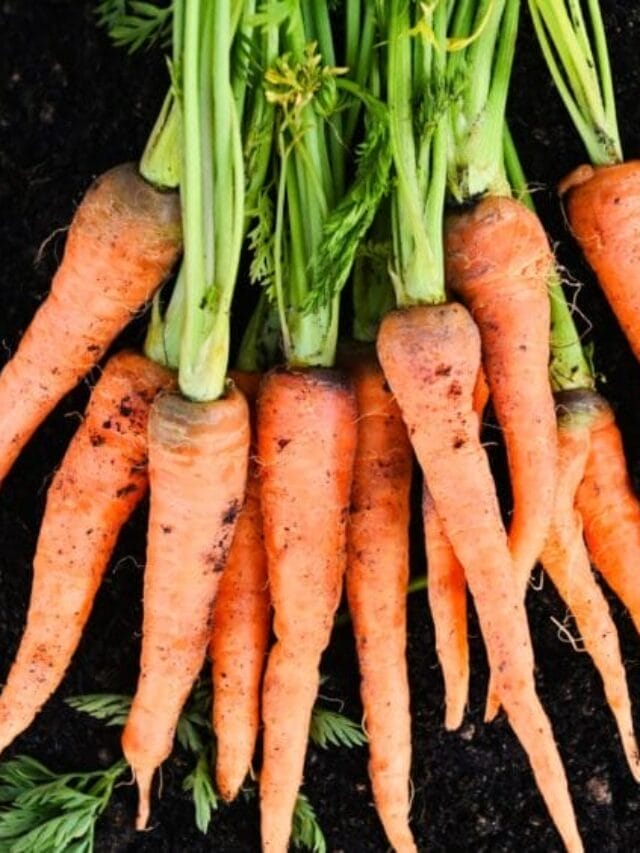 Profitable Carrot Farming Guide