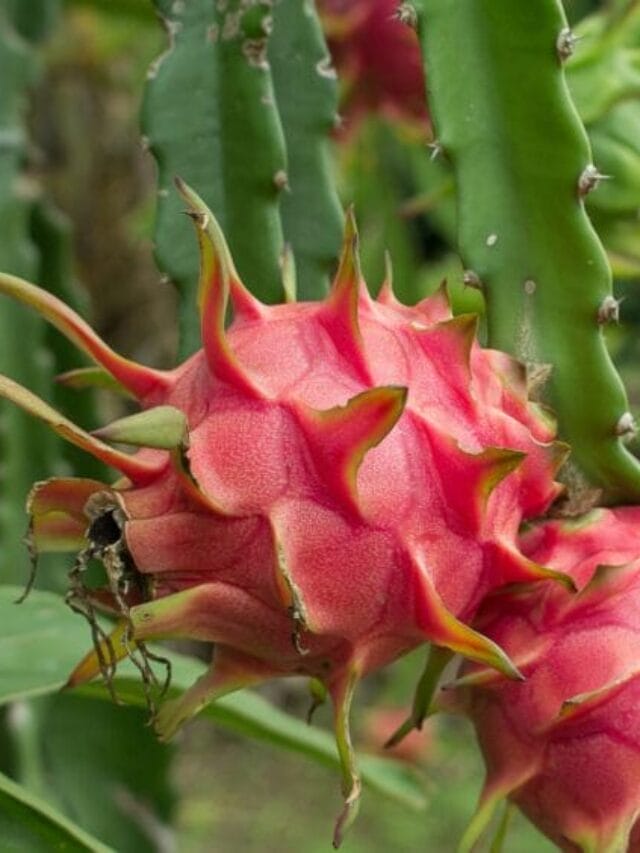 Dragon Fruit Cultivation Guide
