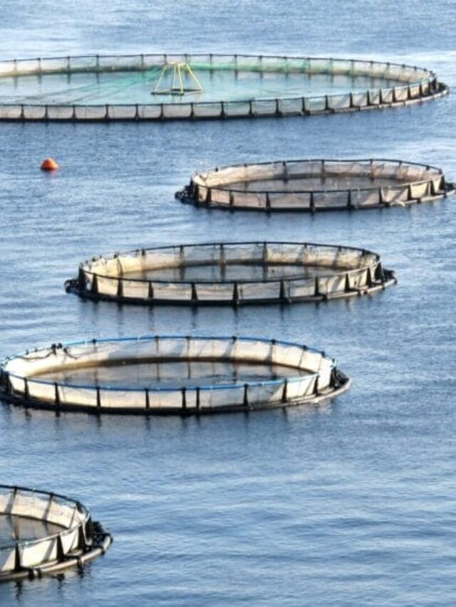 Fish Farming for Beginners