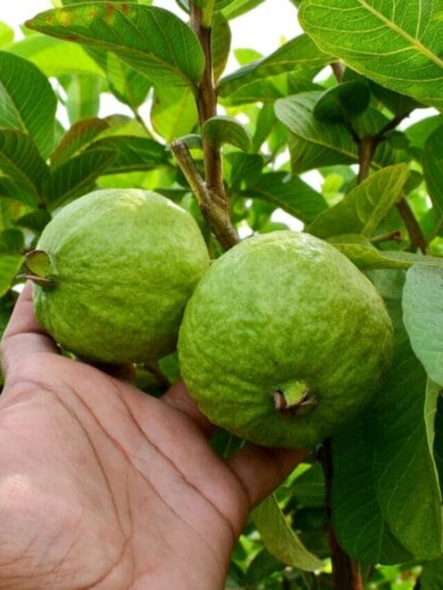Guava Cultivation: A Profitable Farming Guide