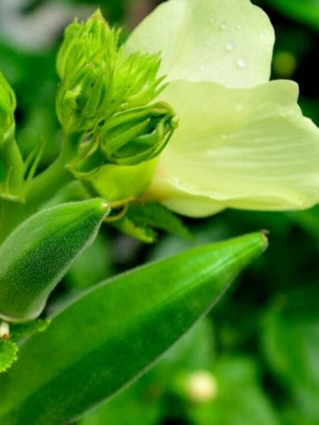 Lady’s Finger Cultivation