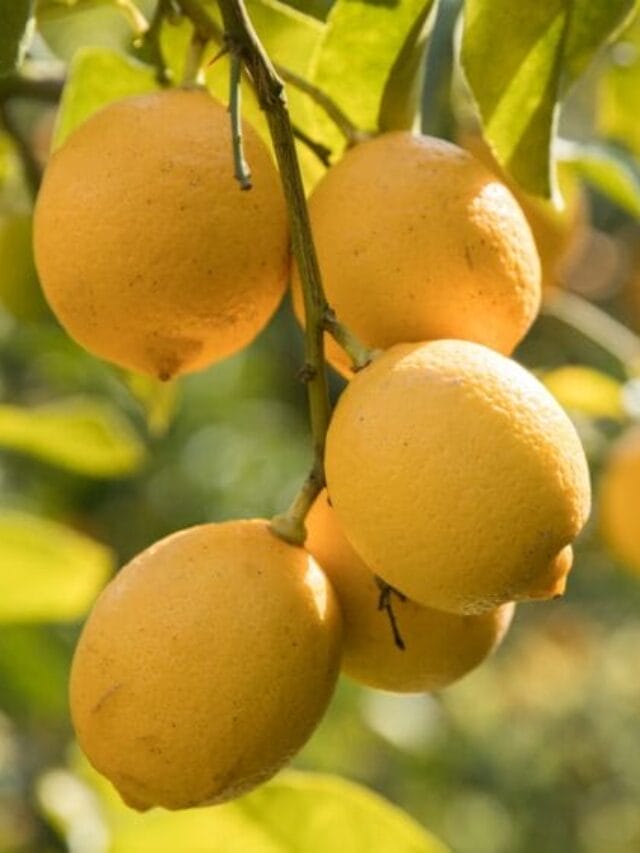 Lemon Farming Guide