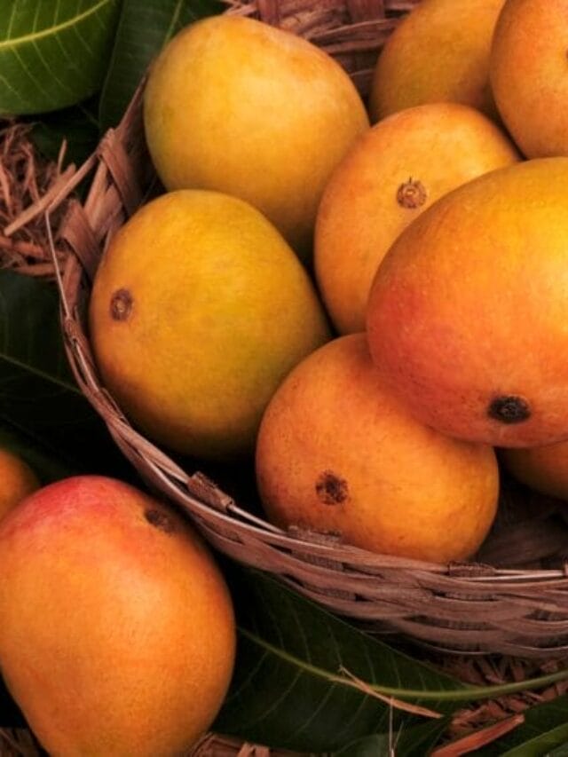 mango cultivation guide
