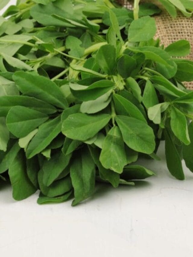 Methi Cultivation Guide