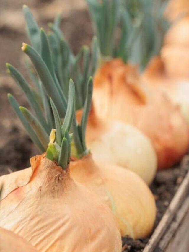 Onion Cultivation – A Complete Beginner’s Guide
