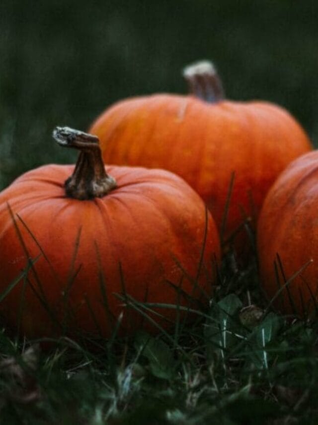 “Pumpkin Farming: Easy Guide to Grow Big & Profitable Pumpkins”