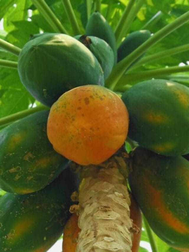 Papaya Farming Guide