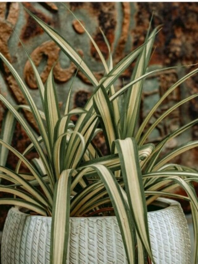Top 10 Indoor Plants You Can Easily Grow at Home