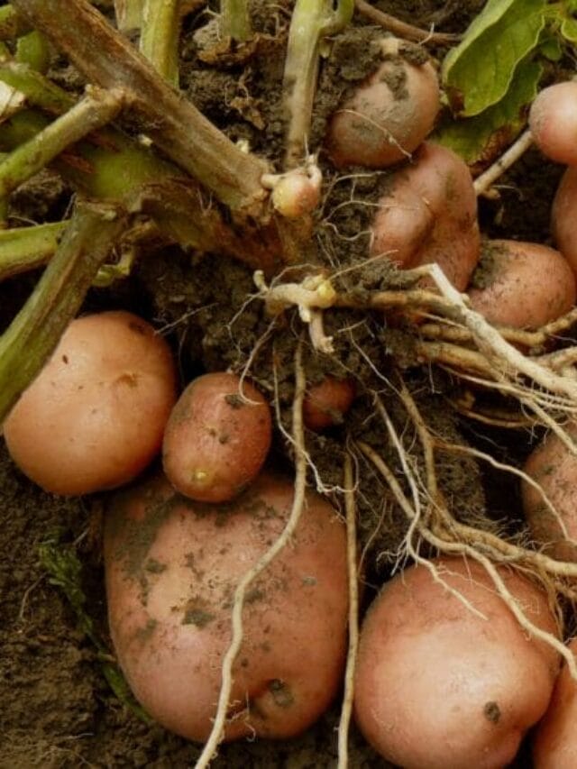 Potato Farming Made Easy