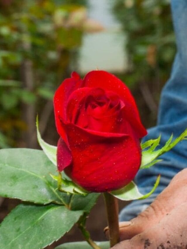 Rose Flower Cultivation