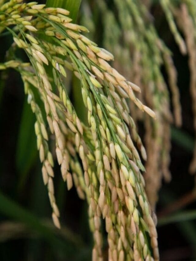 Rice Farming: Complete Beginner’s Guide