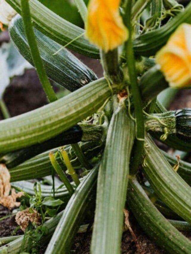 Summer squash includes varieties like zucchini, yellow squash, and pattypan. These vegetables are known for their soft skin, mild flavor, and fast growth, making them ideal for beginners.