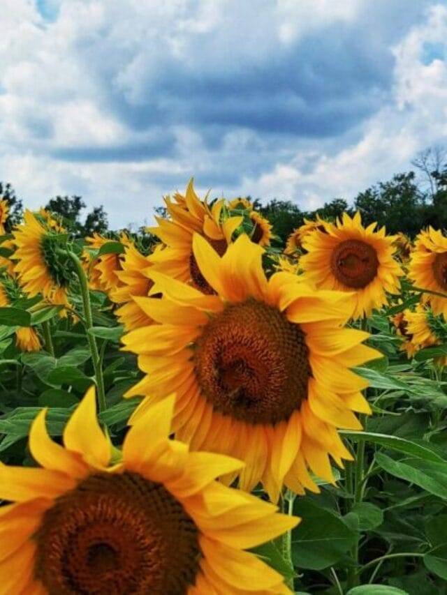 Sunflower Cultivation Guide