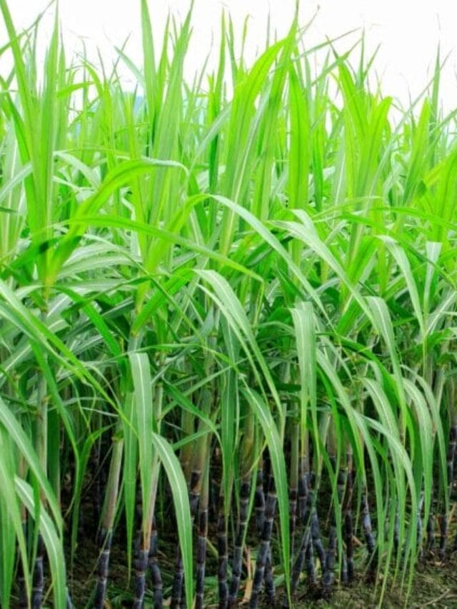 Sugarcane Cultivation Guide