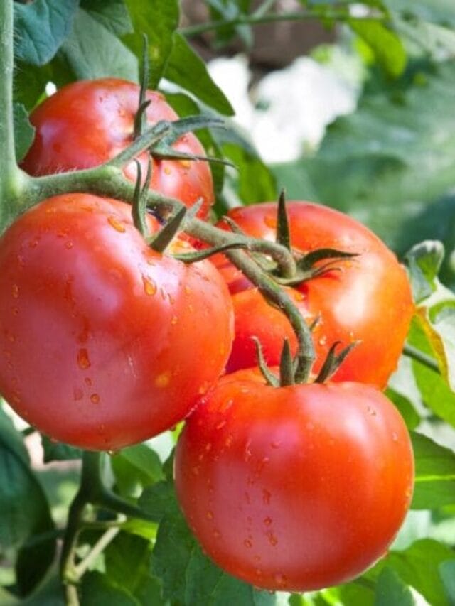 Tomato Cultivation – Step-by-Step Guide