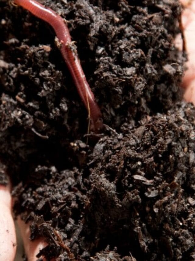 Vermicomposting: Turn Waste into Black Gold