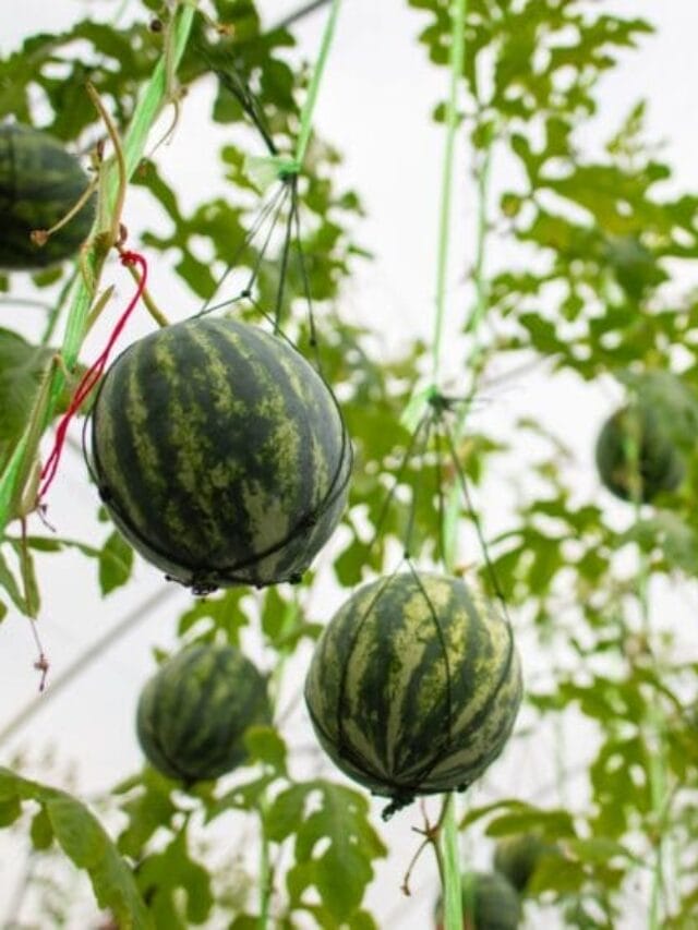 Grow Juicy Watermelons at Home!