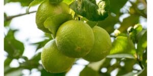 How to Prune a Lime Tree: Best Time to Prune Lime Trees, Pruning Lime Trees in Pots & Lime Tree Fertilisers