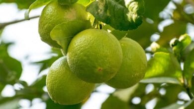 How to Prune a Lime Tree
