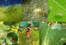 Popular Chemical Treatments of the Common 7 Insects Found in Cucumber Cultivation