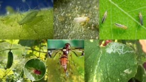 Popular Chemical Treatments of the Common 7 Insects Found in Cucumber Cultivation.