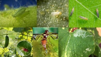 Popular Chemical Treatments of the Common 7 Insects Found in Cucumber Cultivation