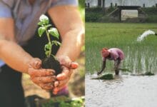 Why Agri-Input Dealers Are More Important Than Ever in Today’s Uncertain Farming Landscape!