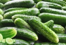 Why Cucumbers Are the Ultimate Summer Superfood for Staying Cool