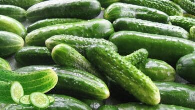 Why Cucumbers Are the Ultimate Summer Superfood for Staying Cool