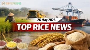 Top Rice Industry Updates: Women Empowerment, Rising Export Prices, and Growing Imports