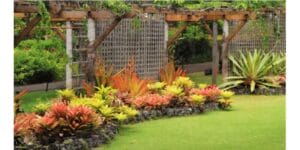 Tropical Plant Varieties: Complete Guide to Tropical Plants Names, Pictures, Nursery Care, Soil & Full Sun Growing