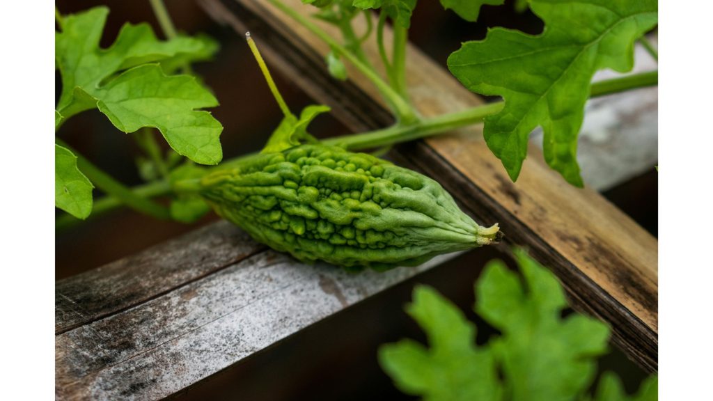 Which Country Produces the Most Bitter Gourd in the World?