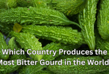 Which Country Produces the Most Bitter Gourd in the World?