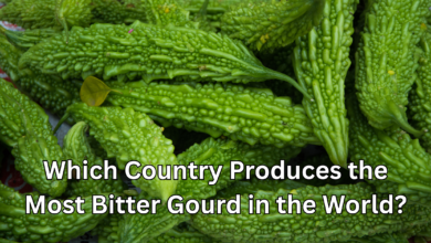Which Country Produces the Most Bitter Gourd in the World?
