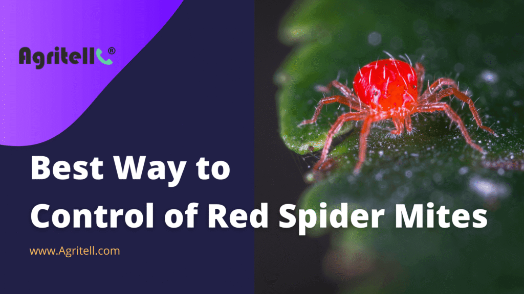 Best Way to control of Red Spider Mites