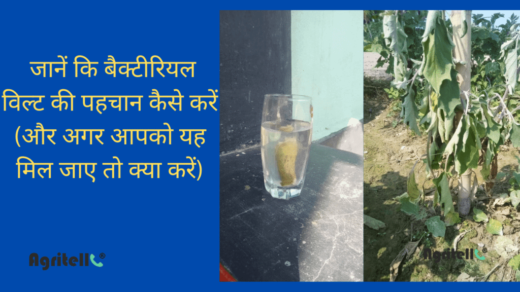 brinjal plant wilt